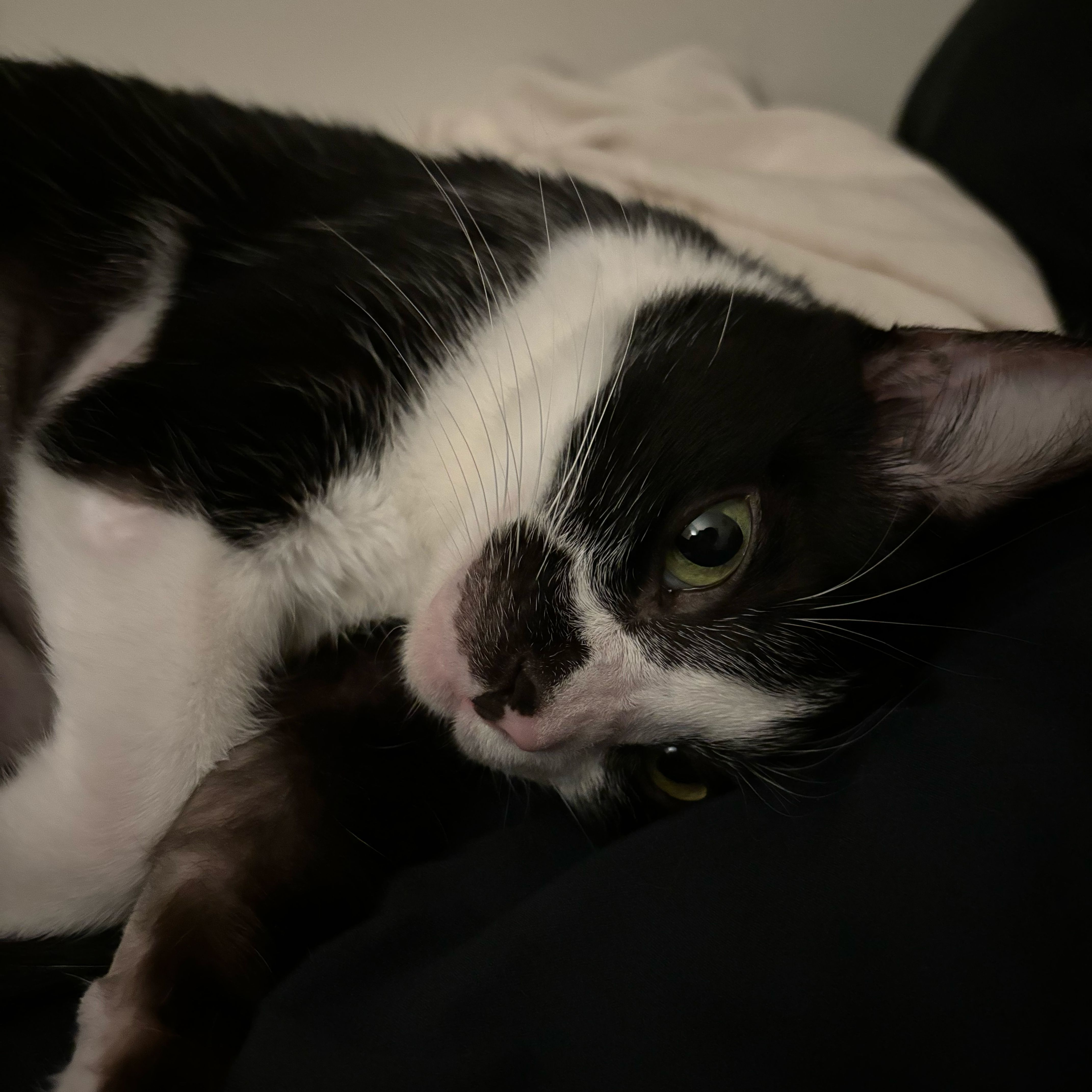 PiPi