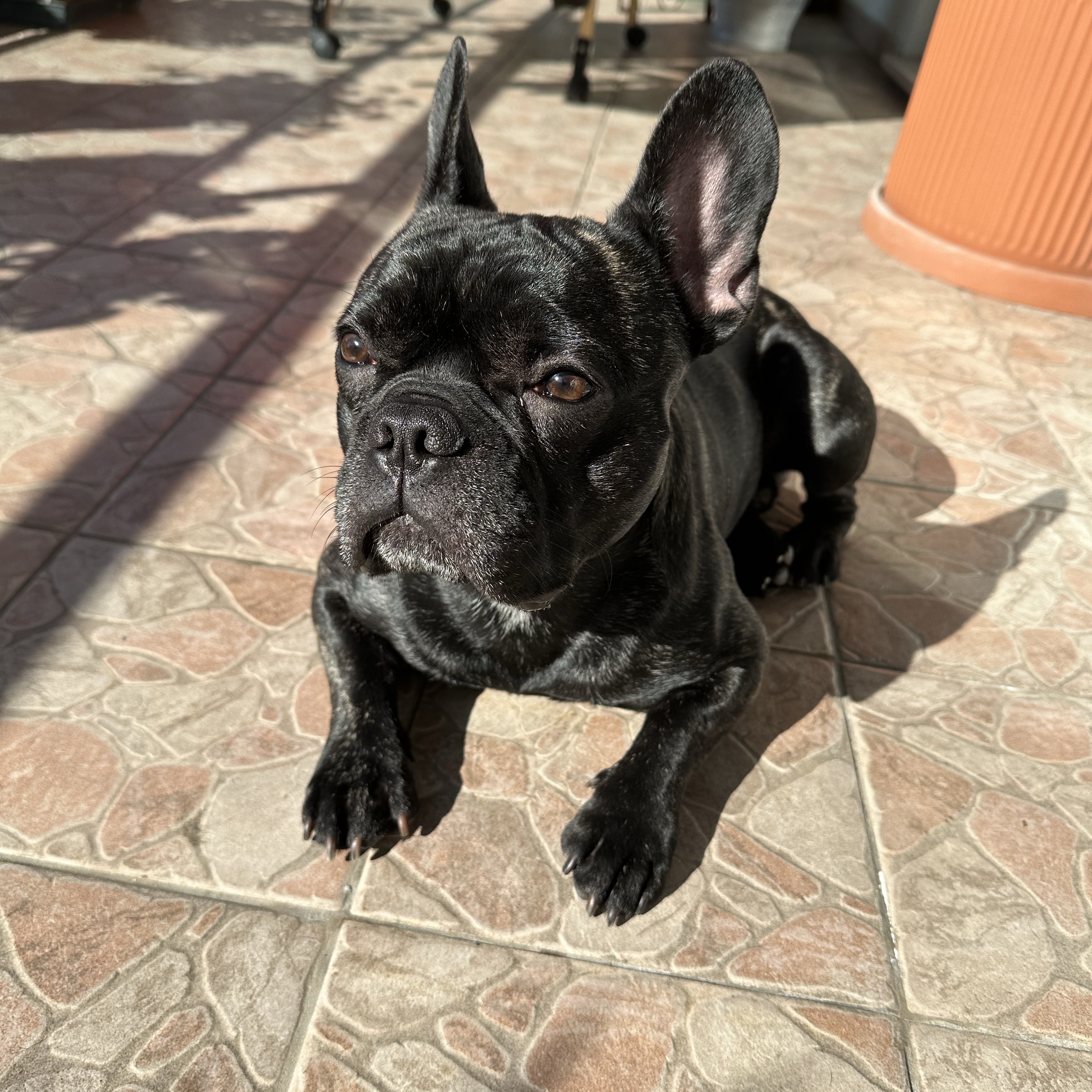 Pongo