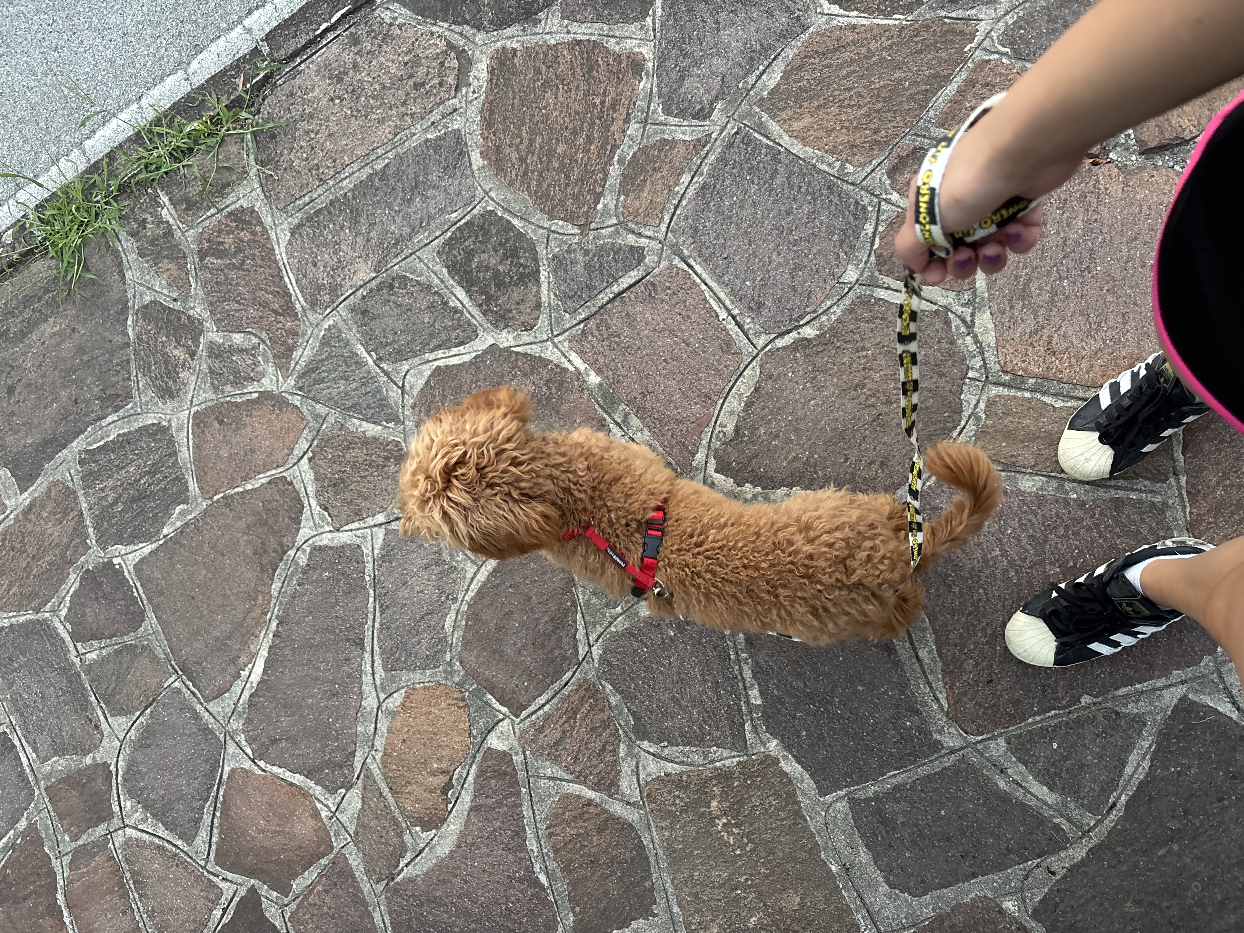 image-7