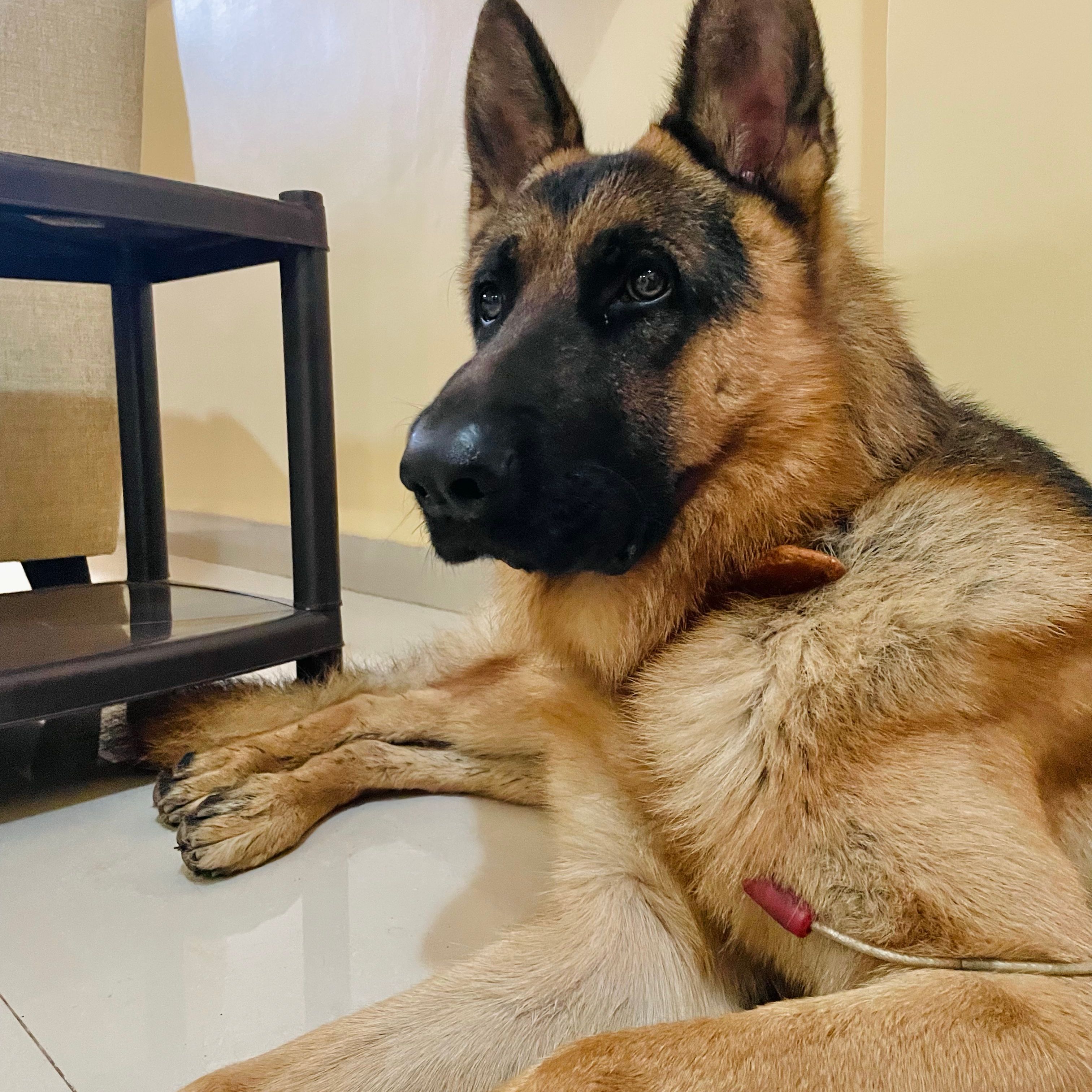 Bruno