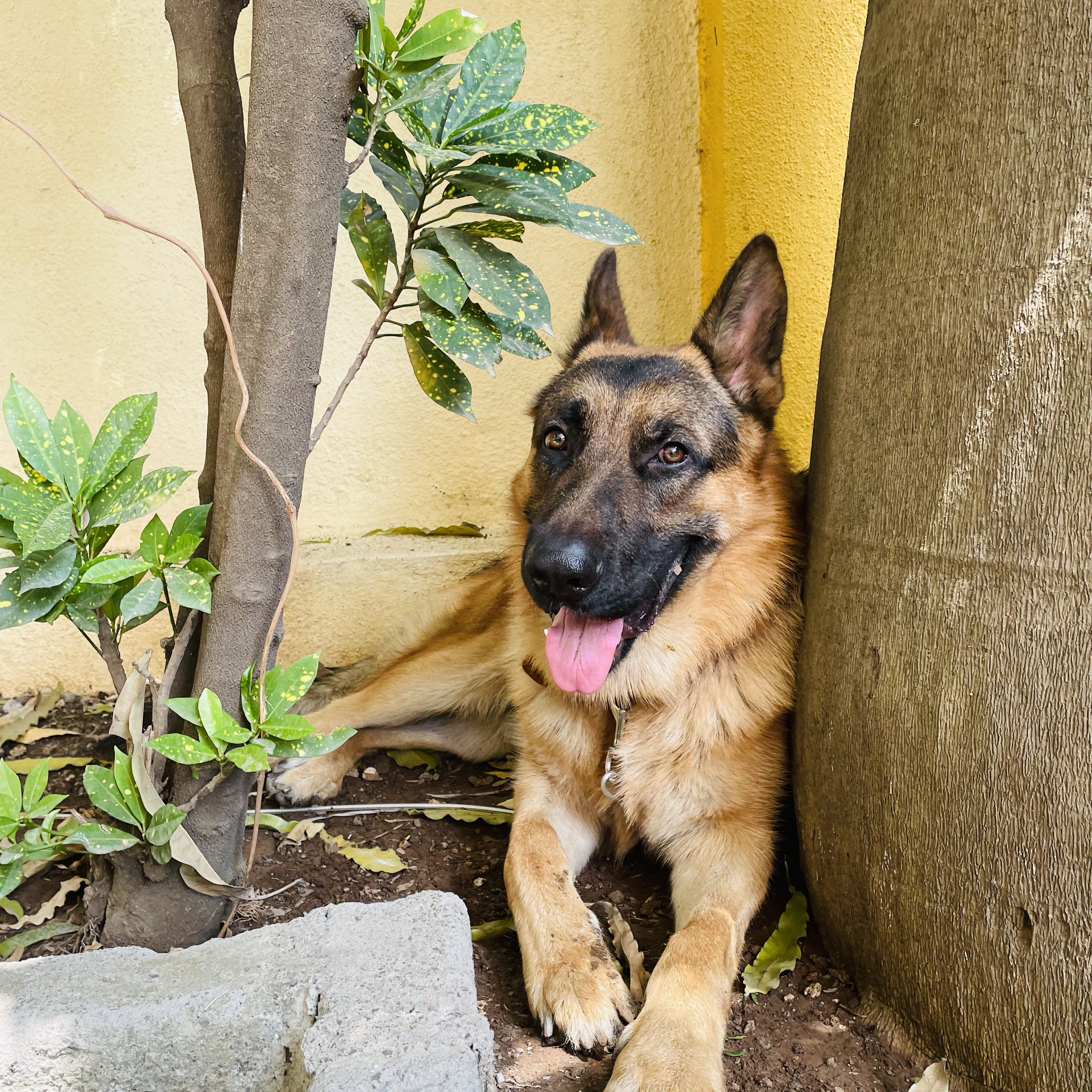 Bruno