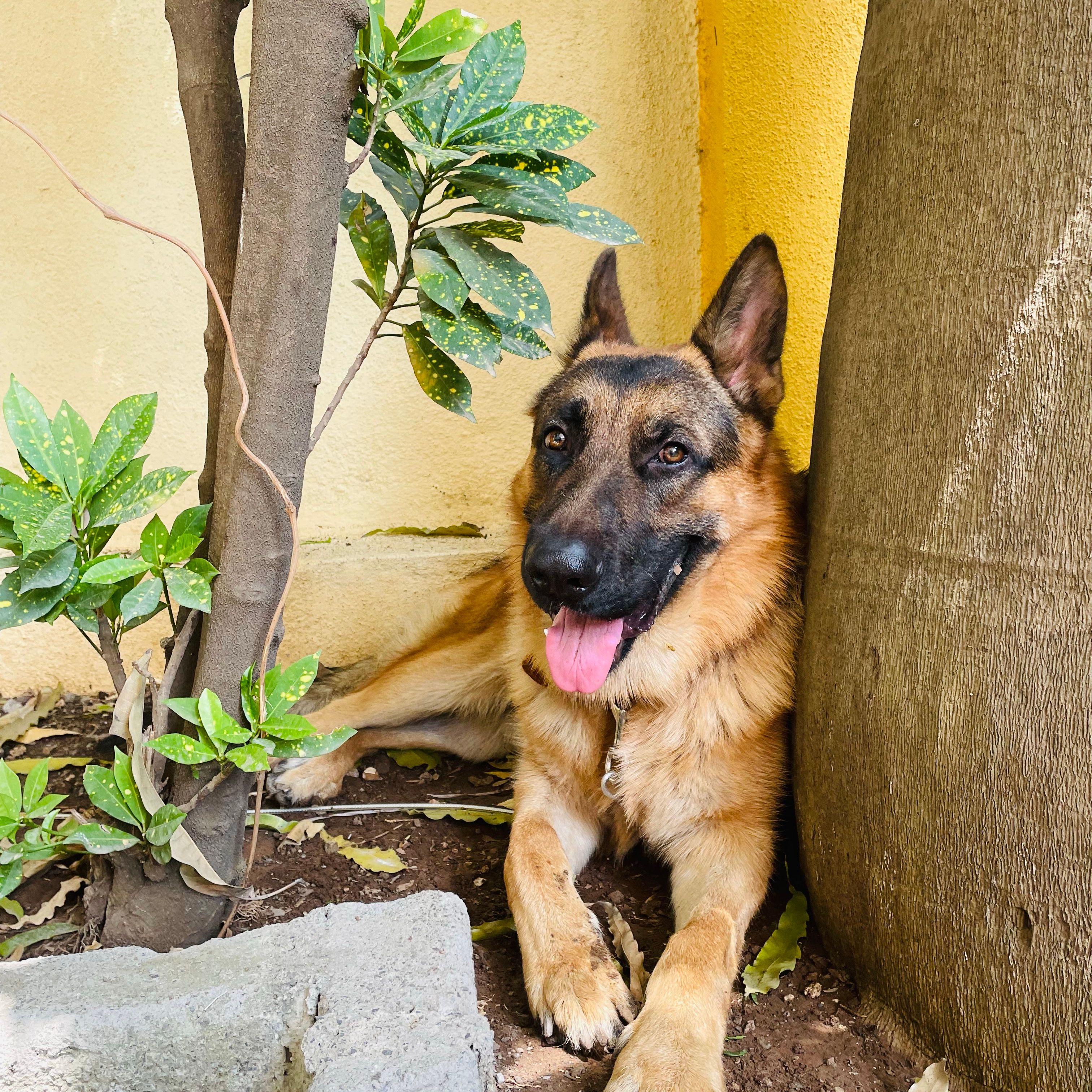 Bruno