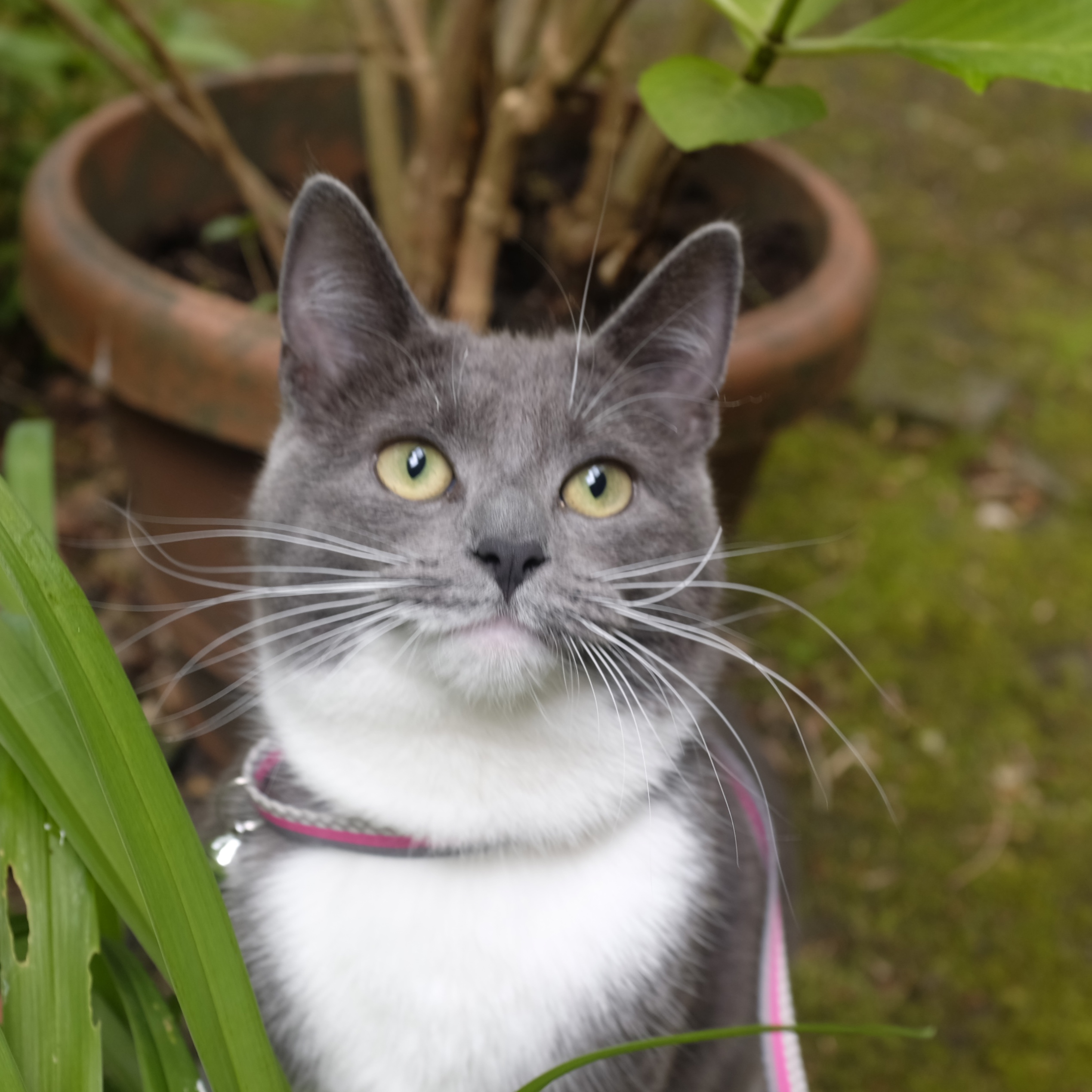 Lily