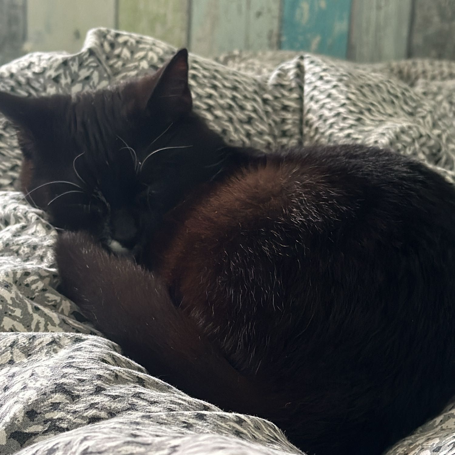 Coco
