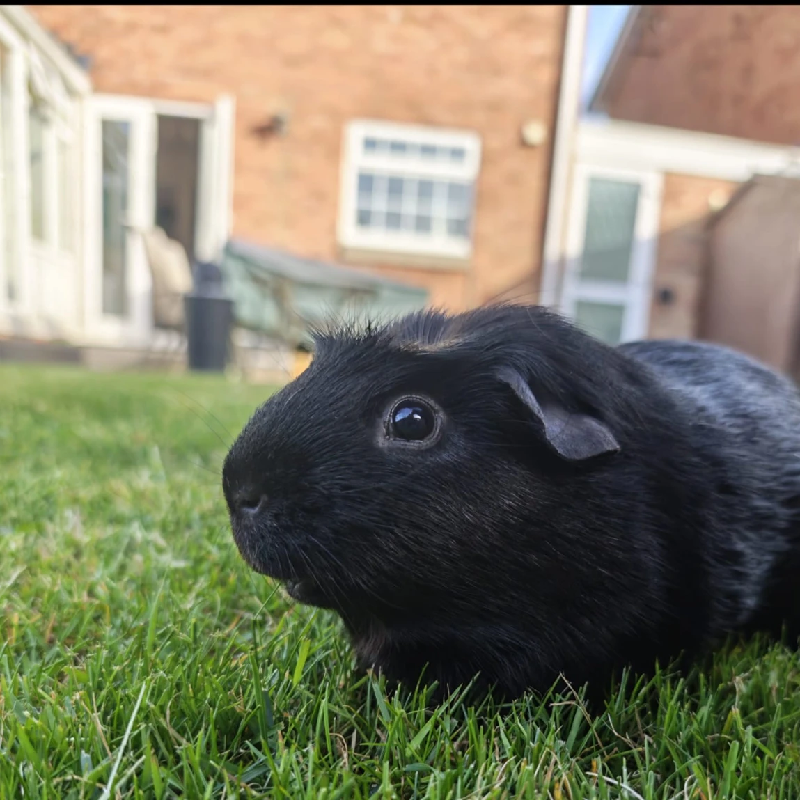 Wispa