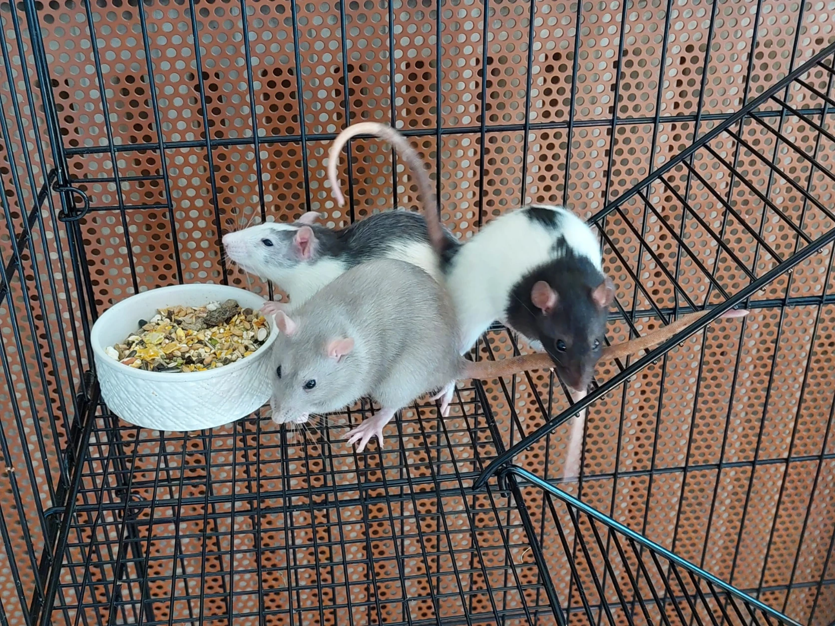 image-4