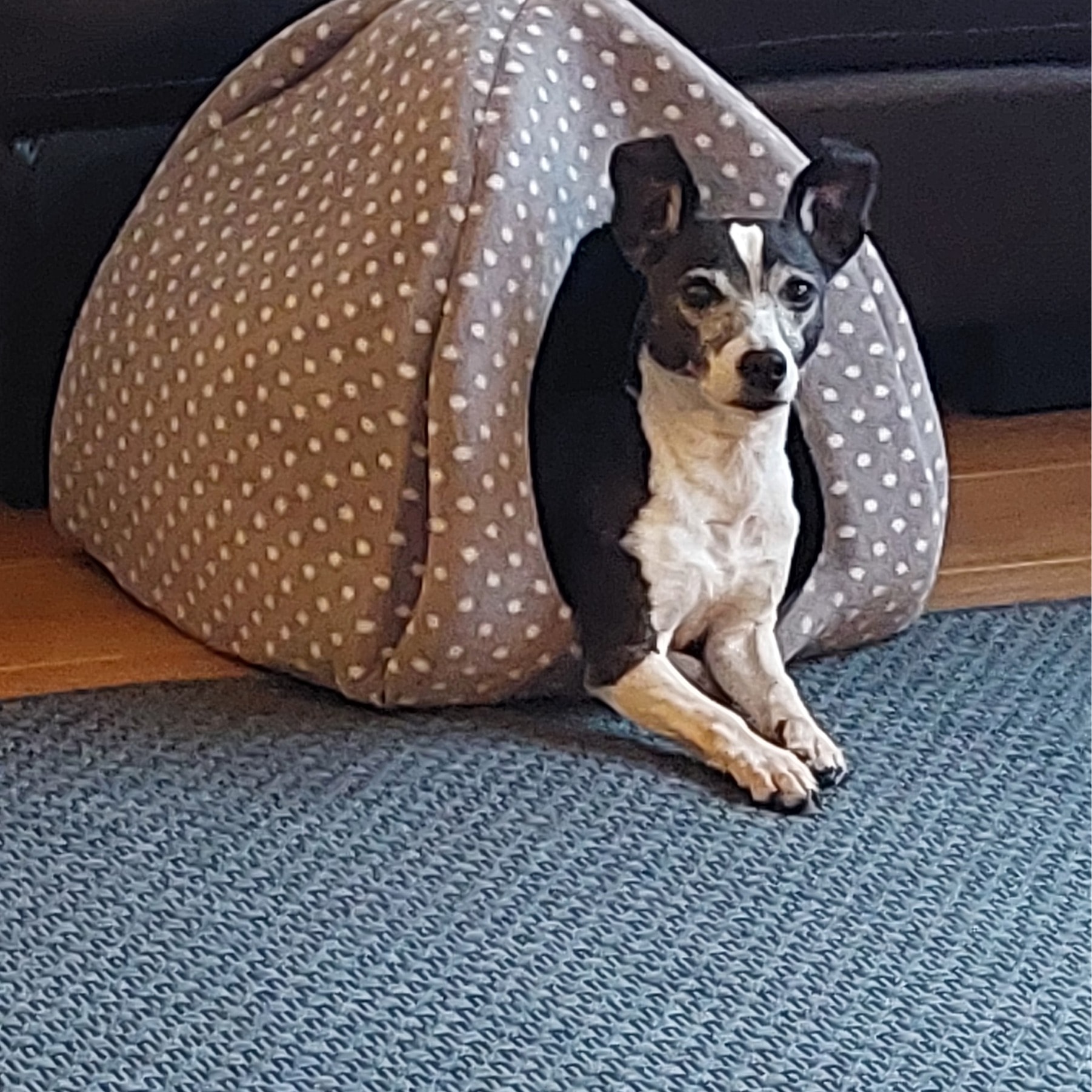 Penny