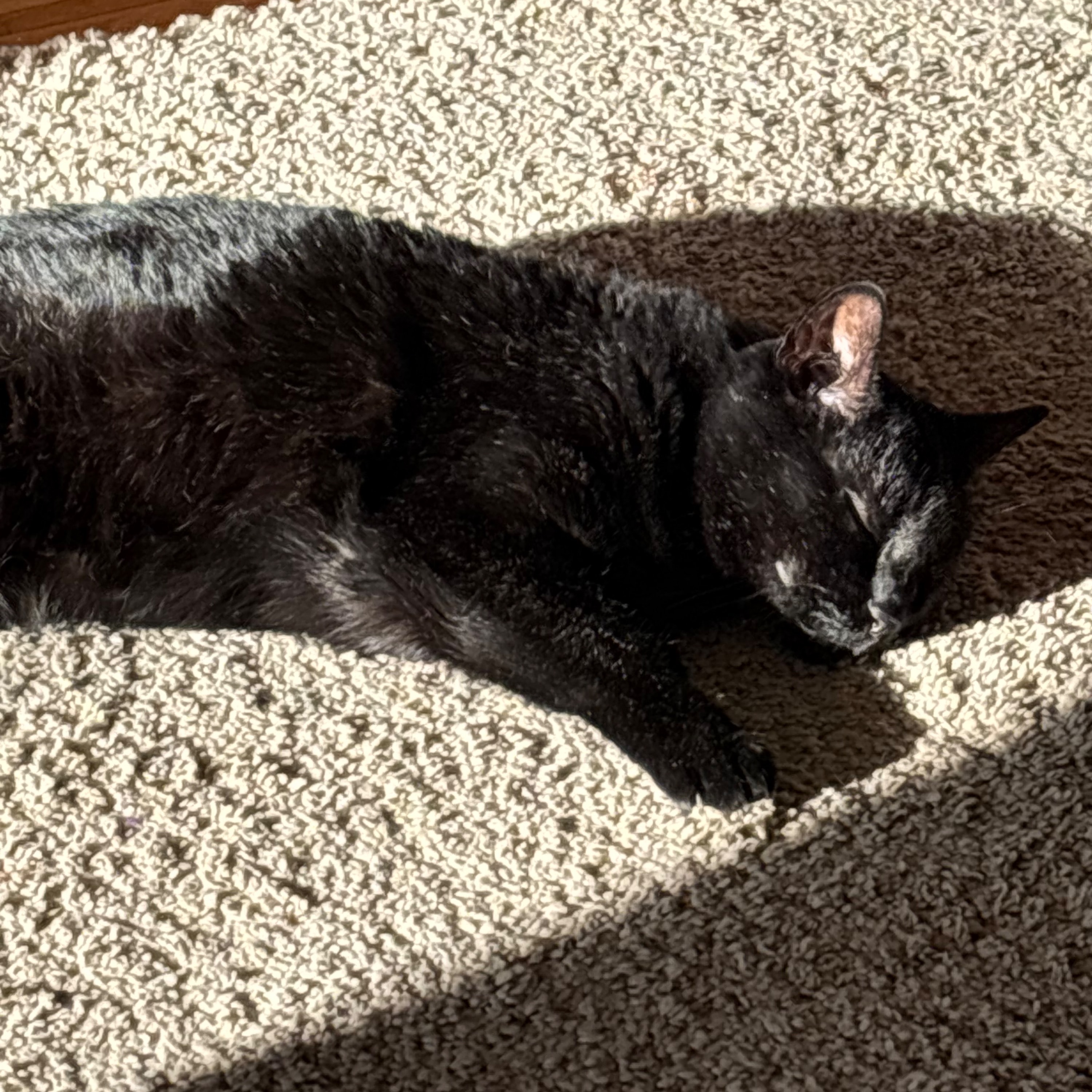 Mimi