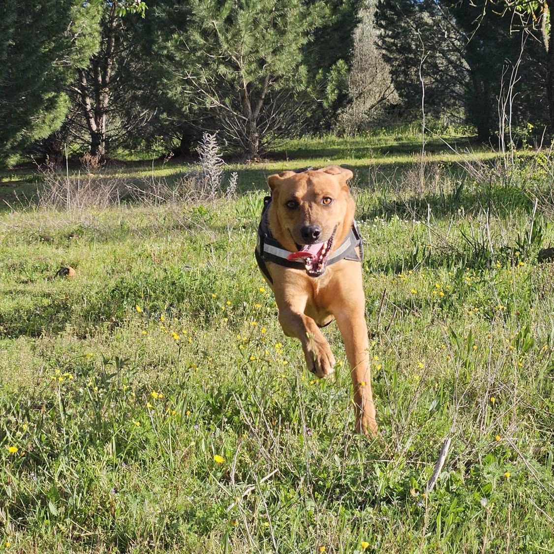 Pongo