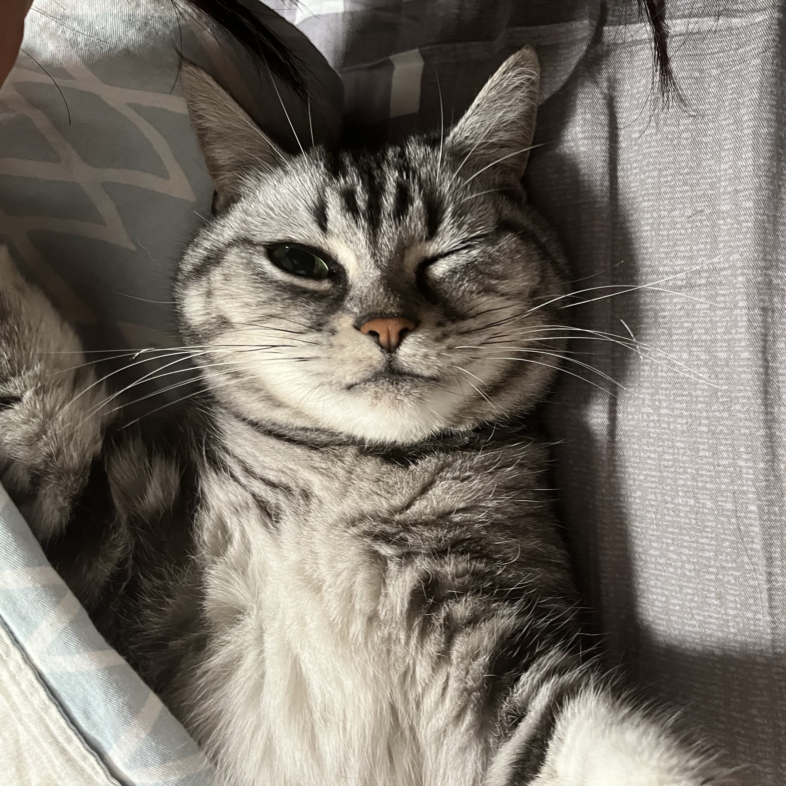 Greygrey