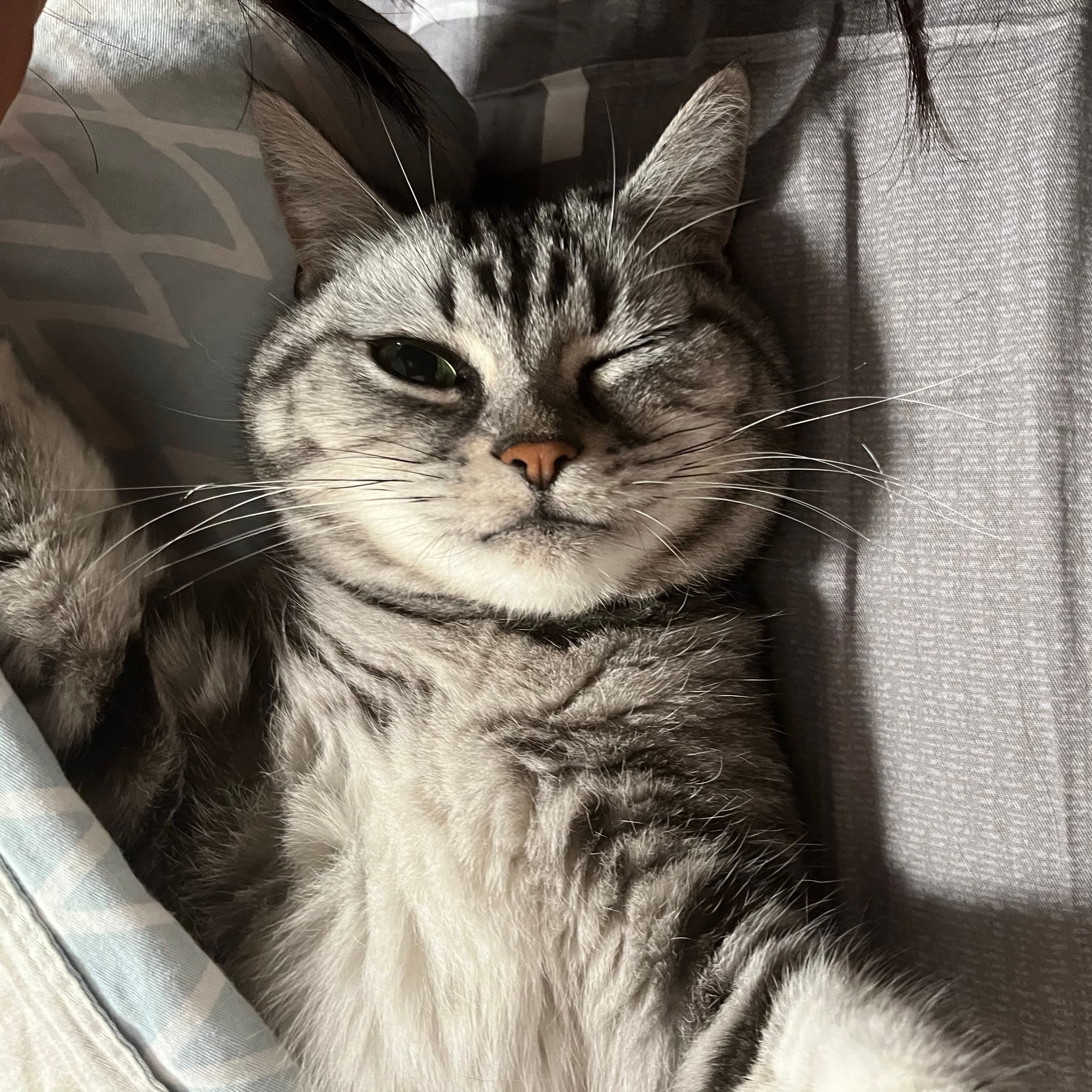Greygrey