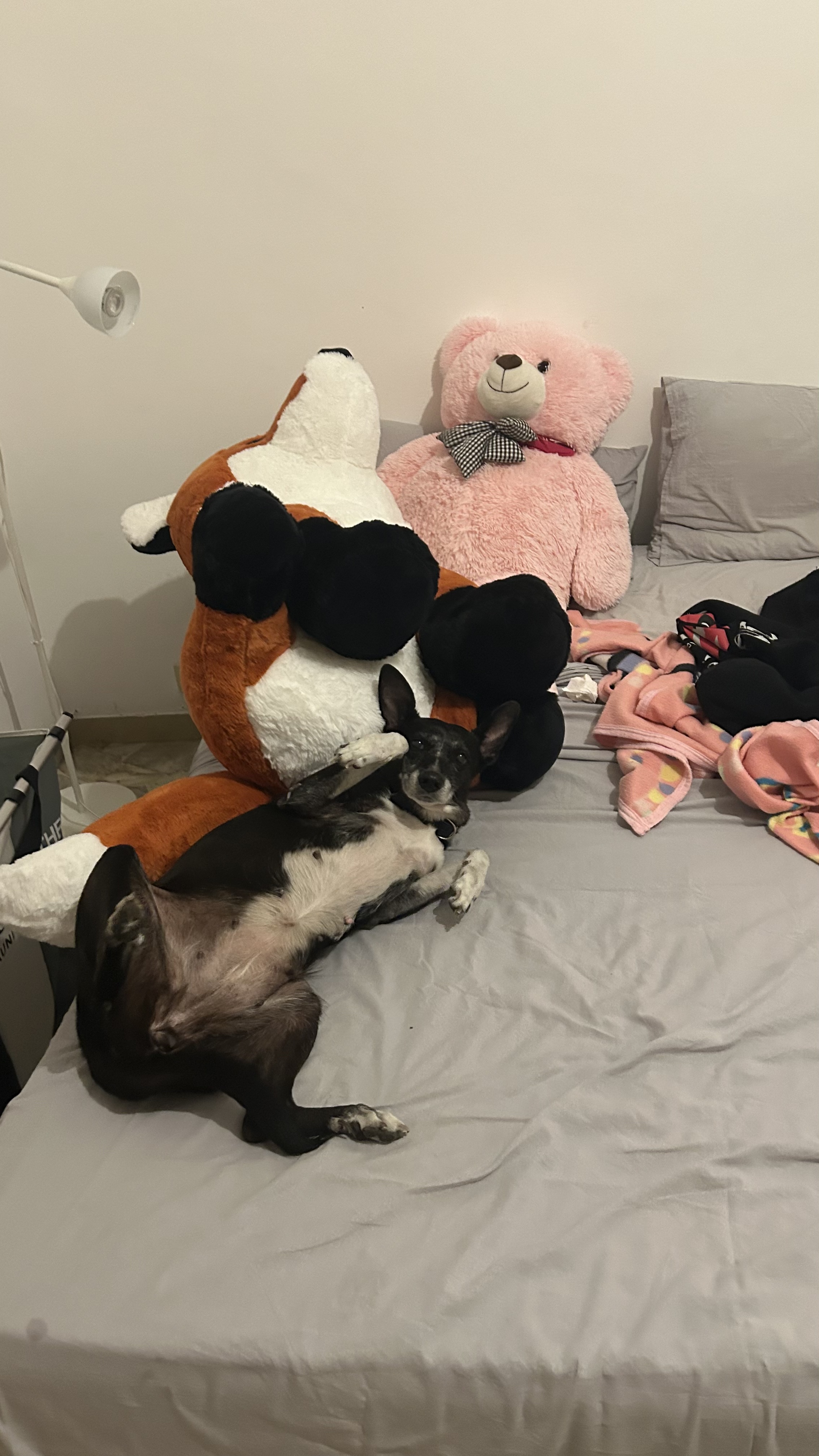 image-19