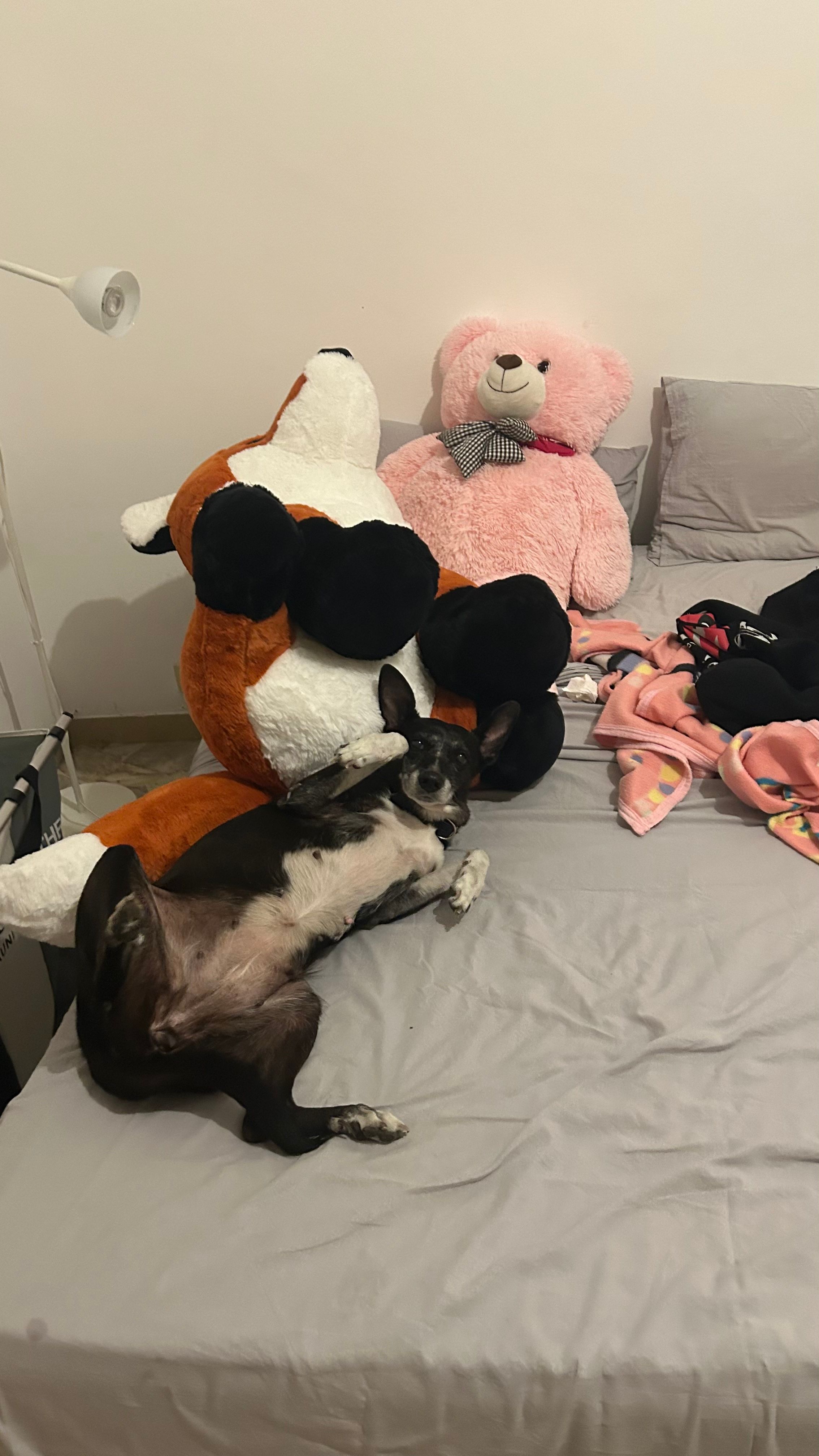 image-19