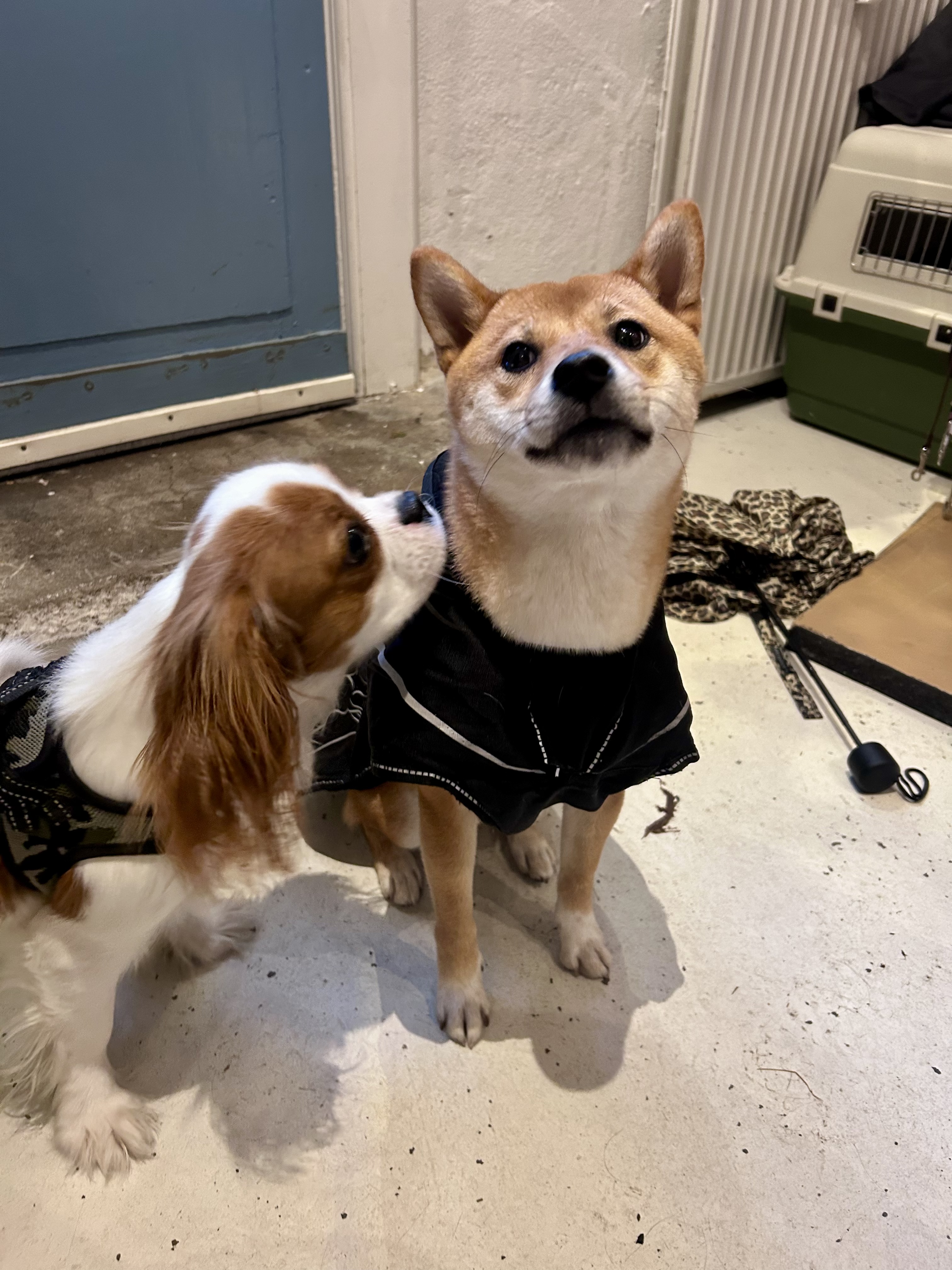 image-8