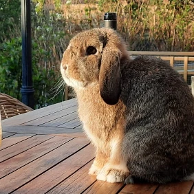 Guusje