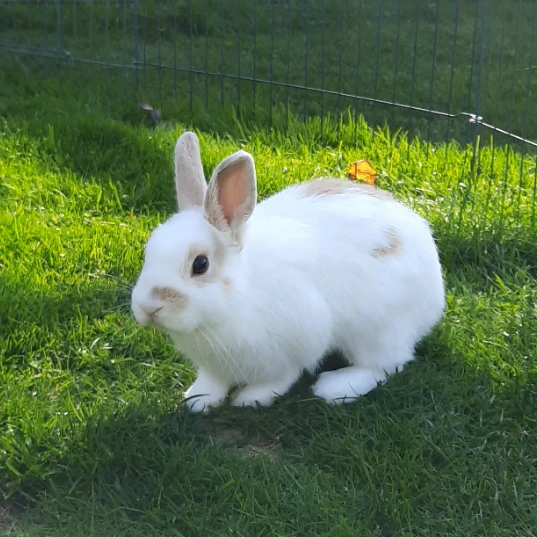Jean-Pierre
