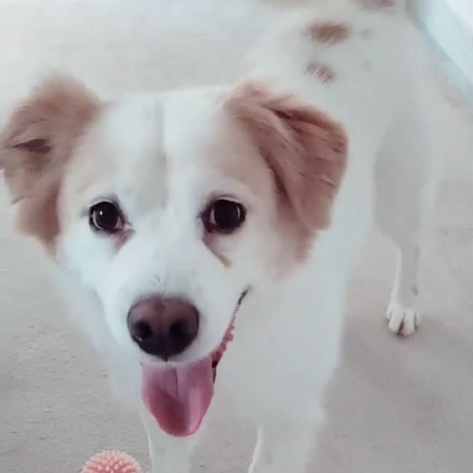 Pouki 