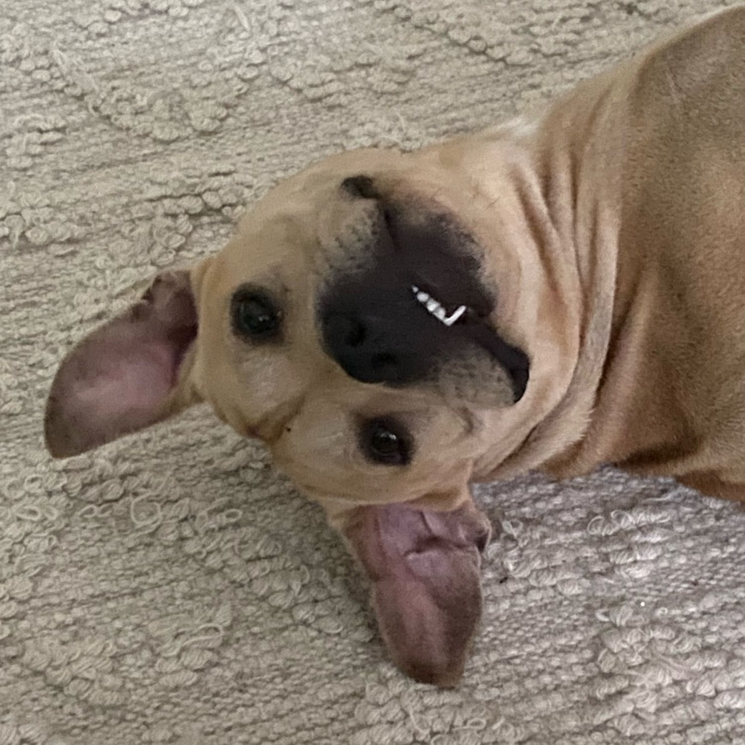 Rudi