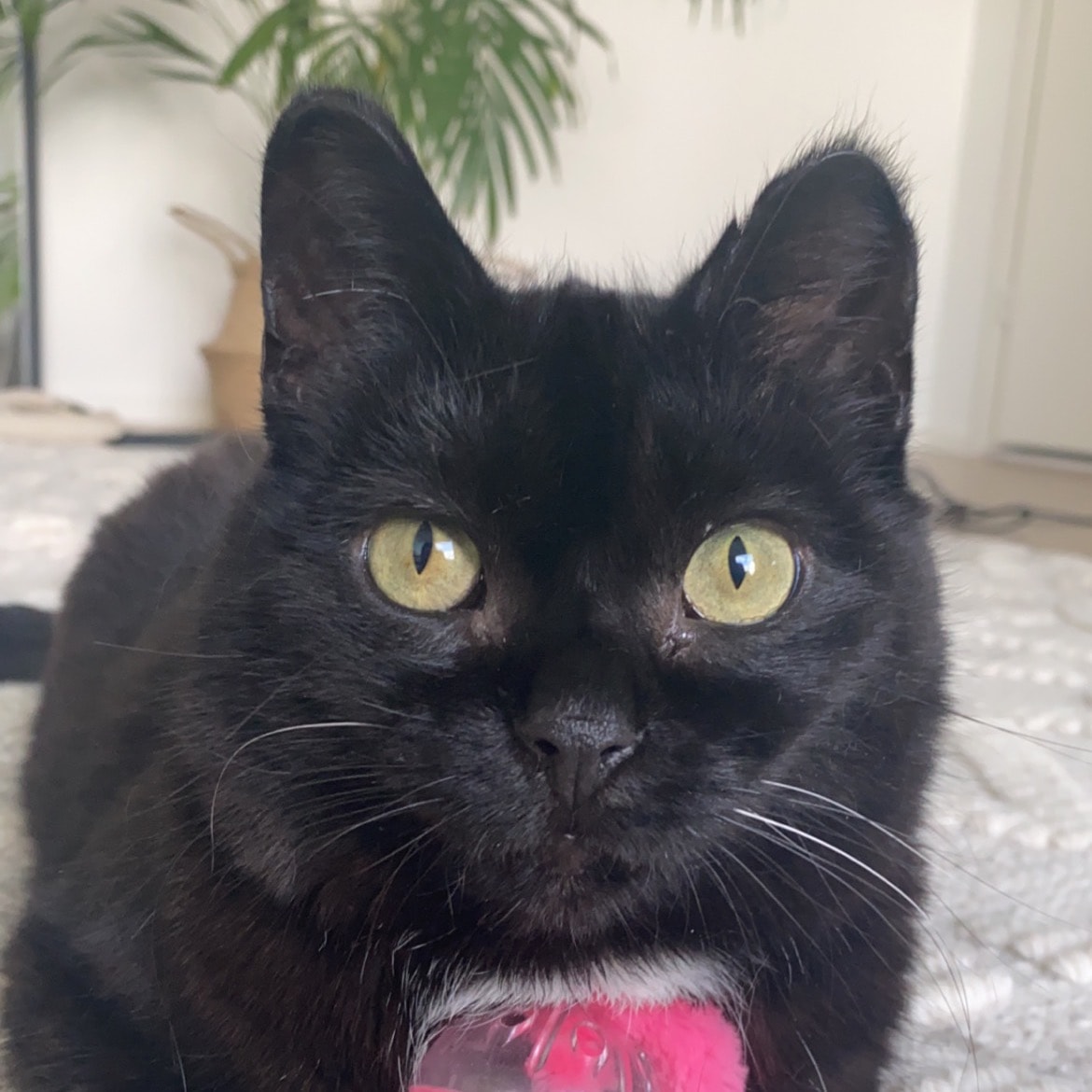 Yaki