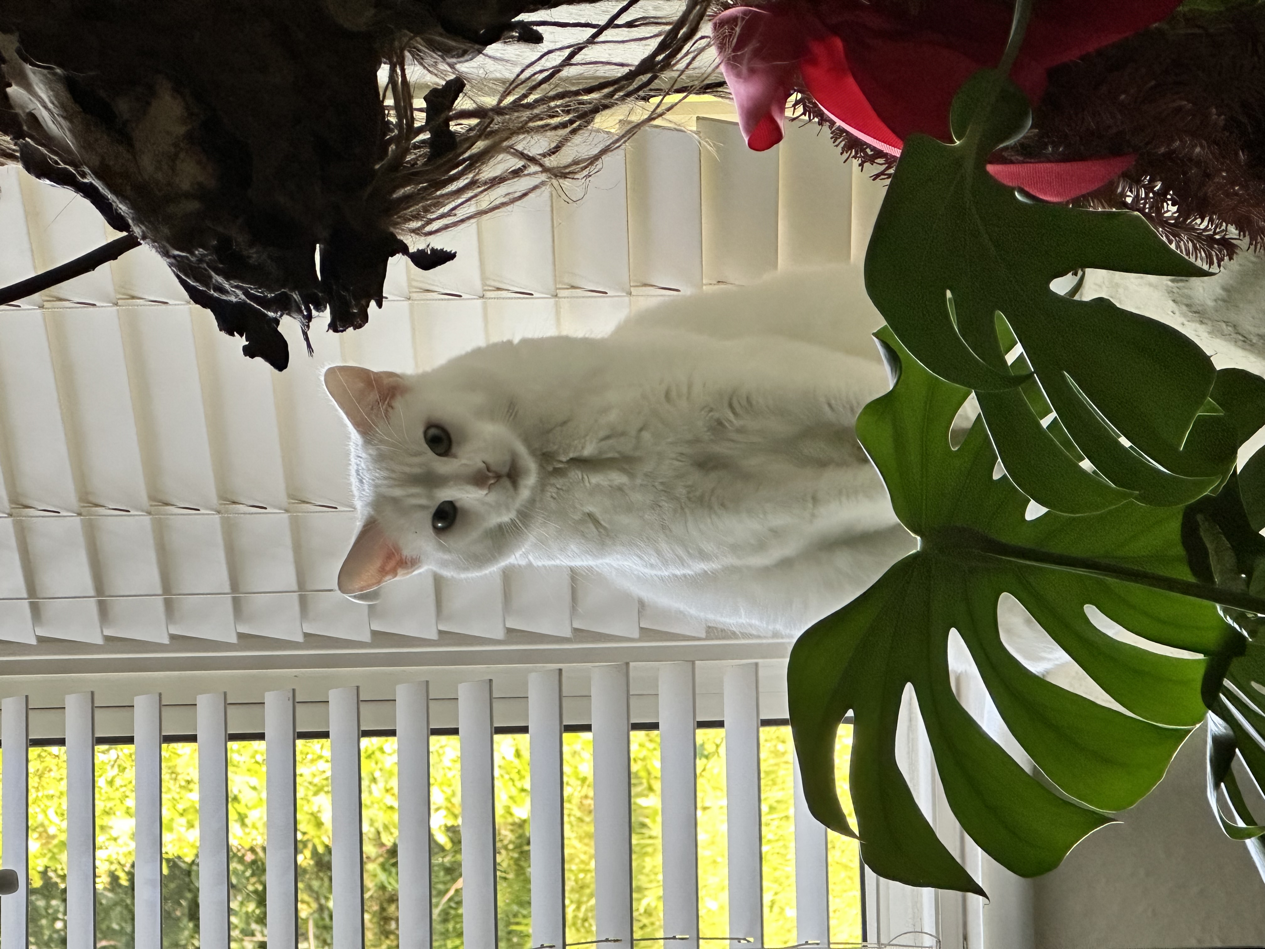 image-16