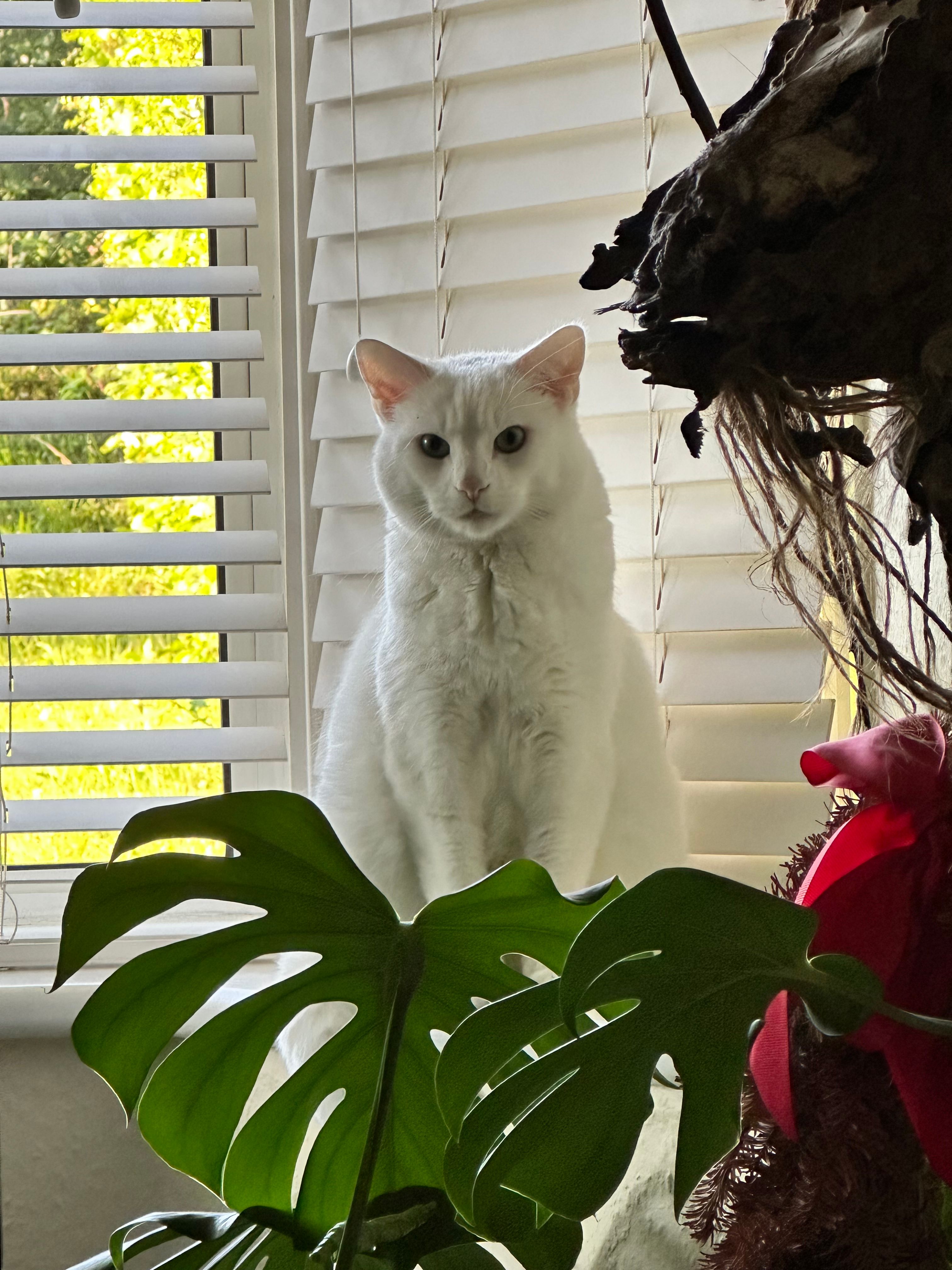 image-16