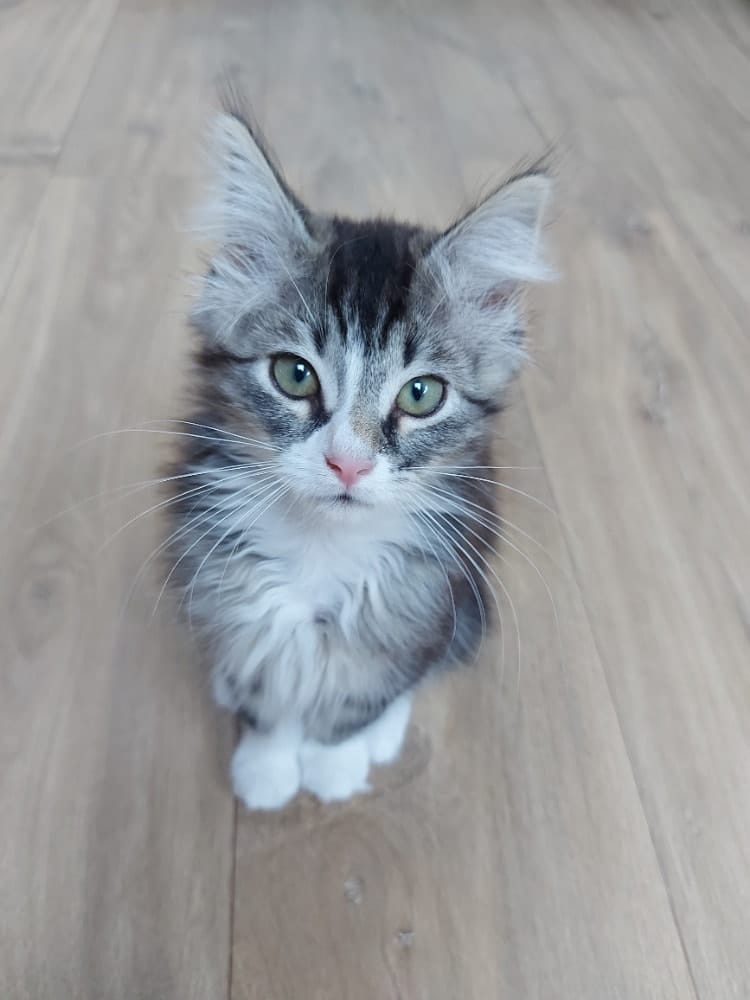 Lou