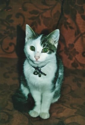 image-2