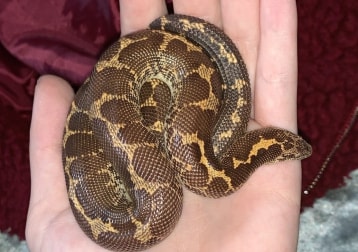 Noodle