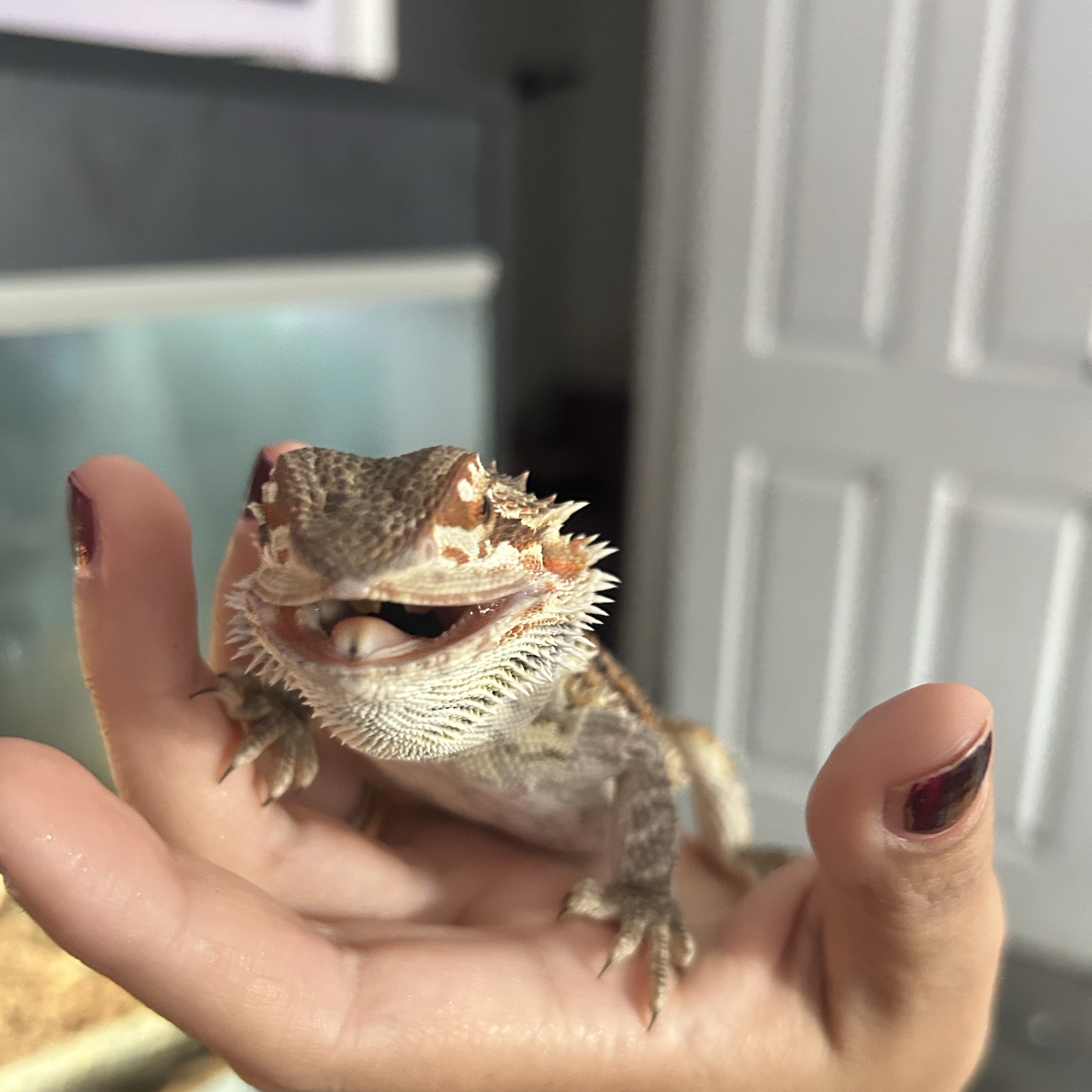 Arwen
