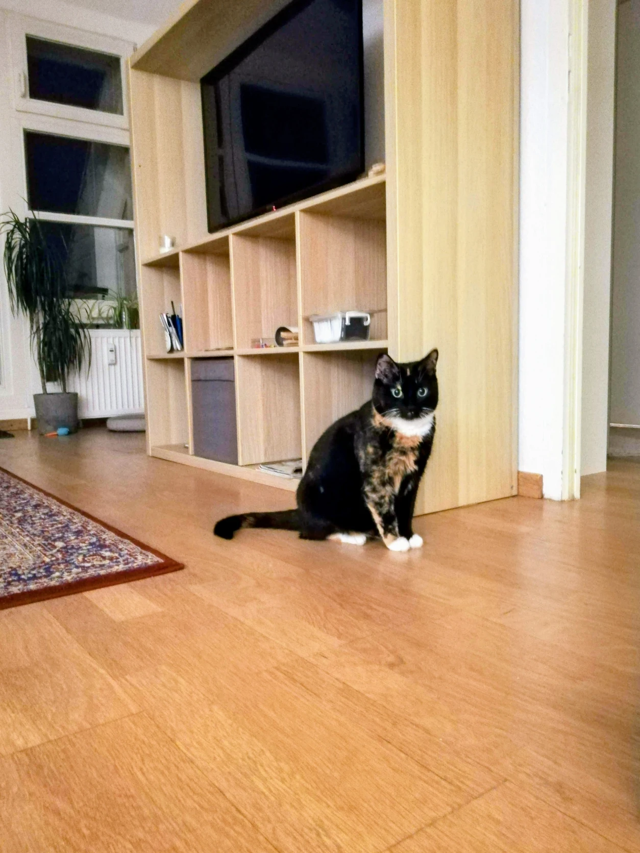 image-8