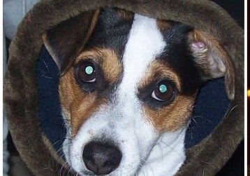 Gina