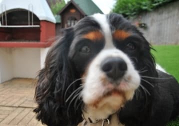 Dolly