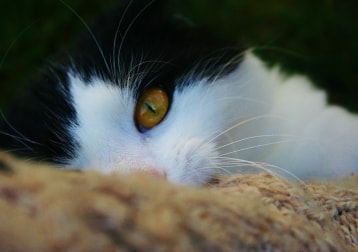 Loki
