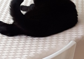 Mimi