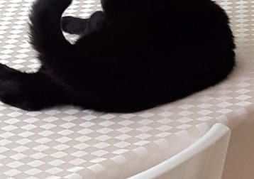 Mimi