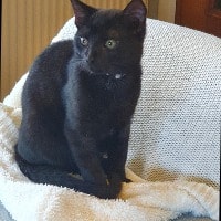 Blacky