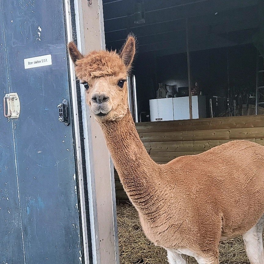 Alpacas