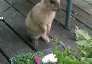 Hase