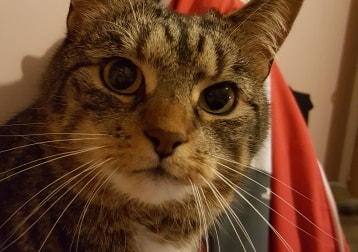 Minnie