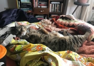 Pixel