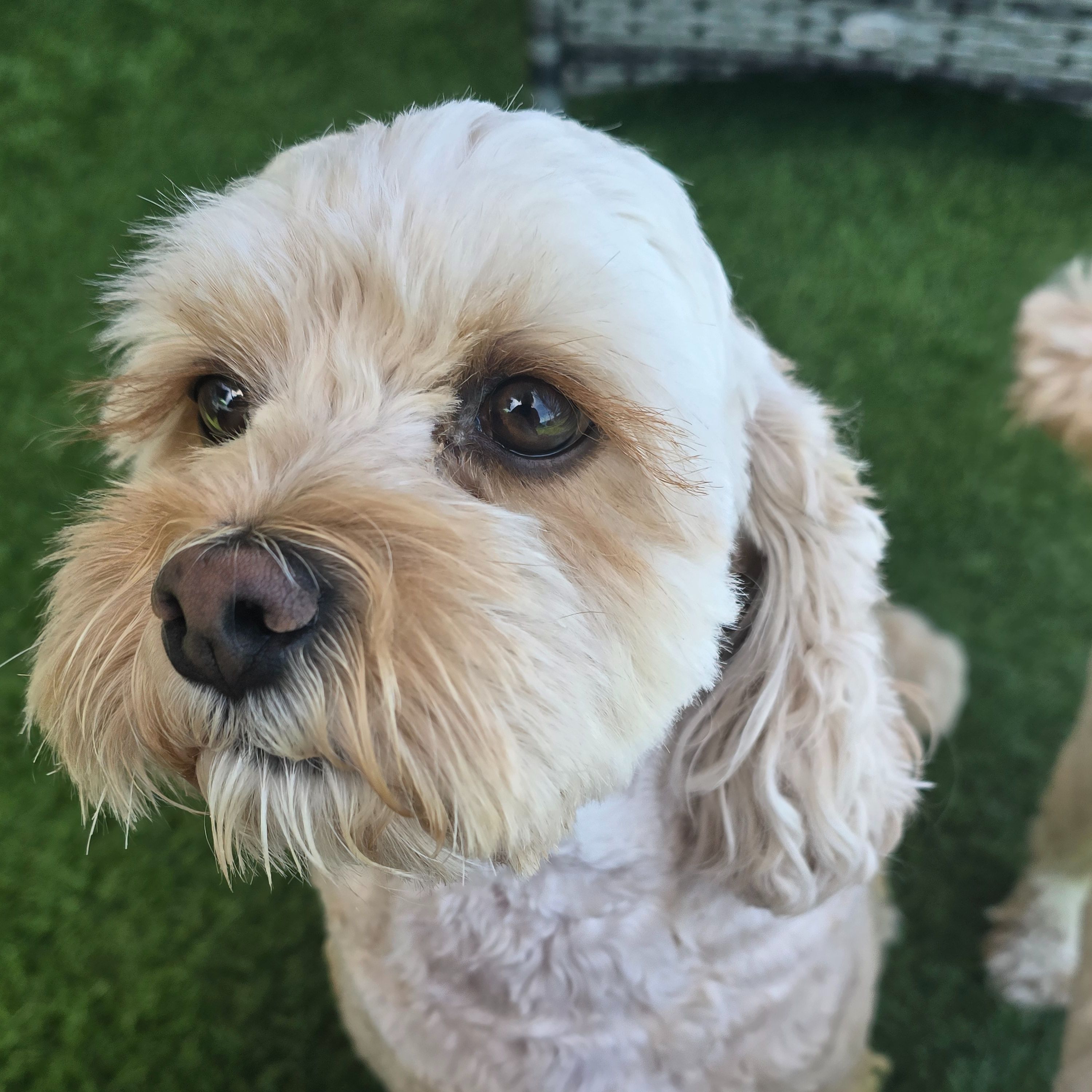Benji