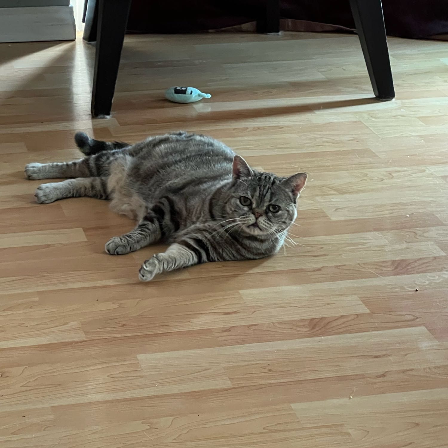 Isabella Snickerdoodles