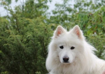 Balto