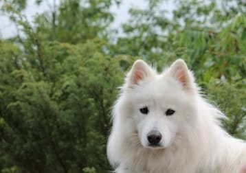 Balto