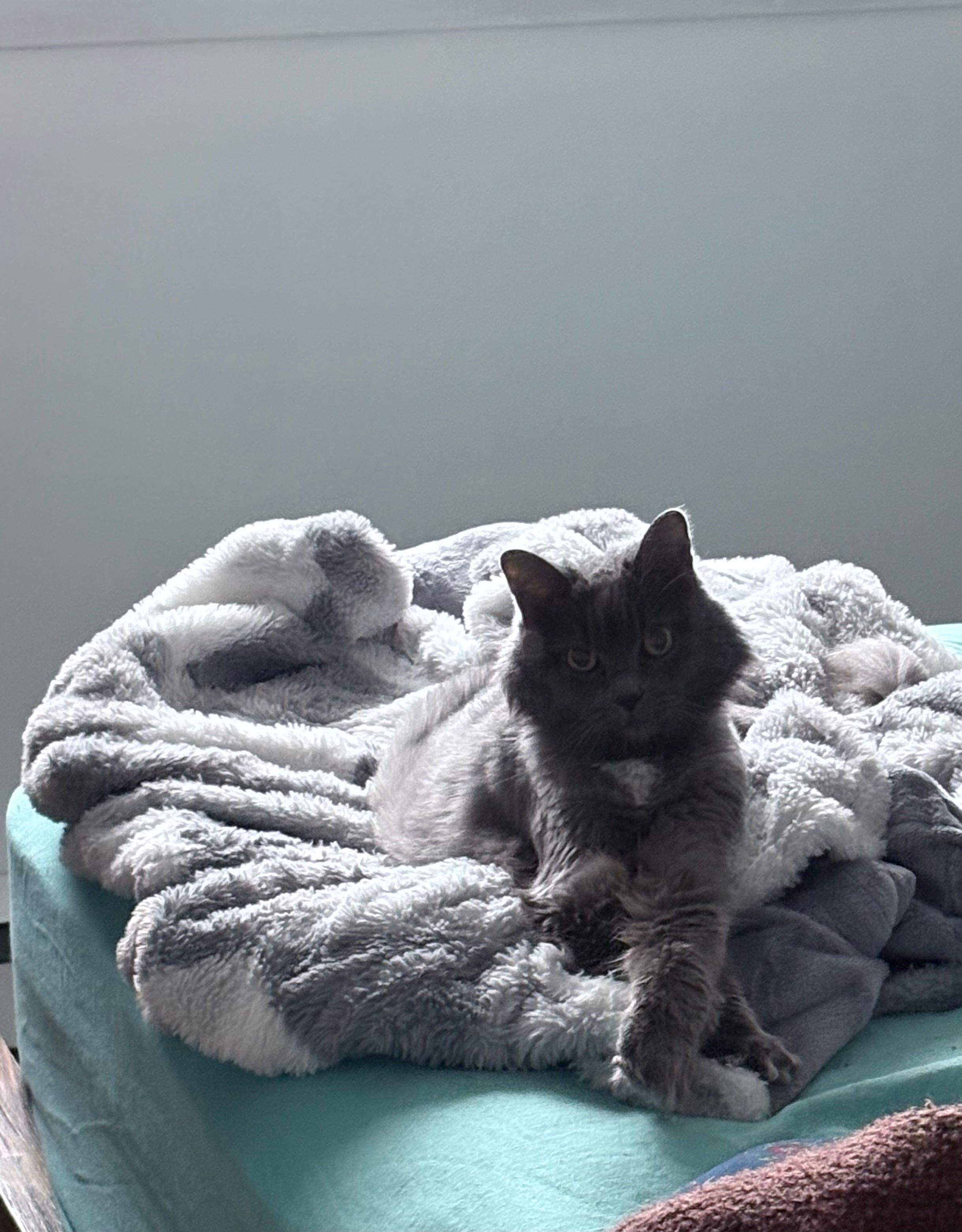 image-11