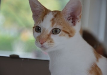 Olaf