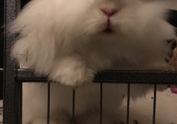 Bea