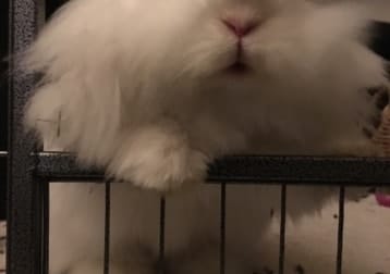 Bea