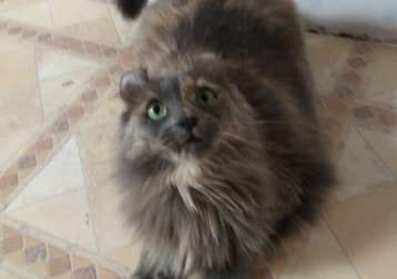 Nina