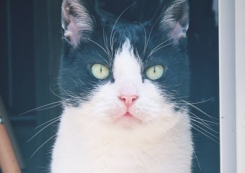 Oskar